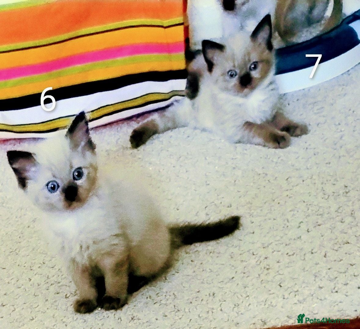 Ragdoll cats Pure bred Ragdolls need loving homes - Advert 2