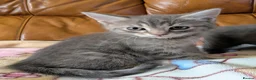 Bengal cats for sale: Adorable friendly Bengal kittens ready now!! - Advert 13