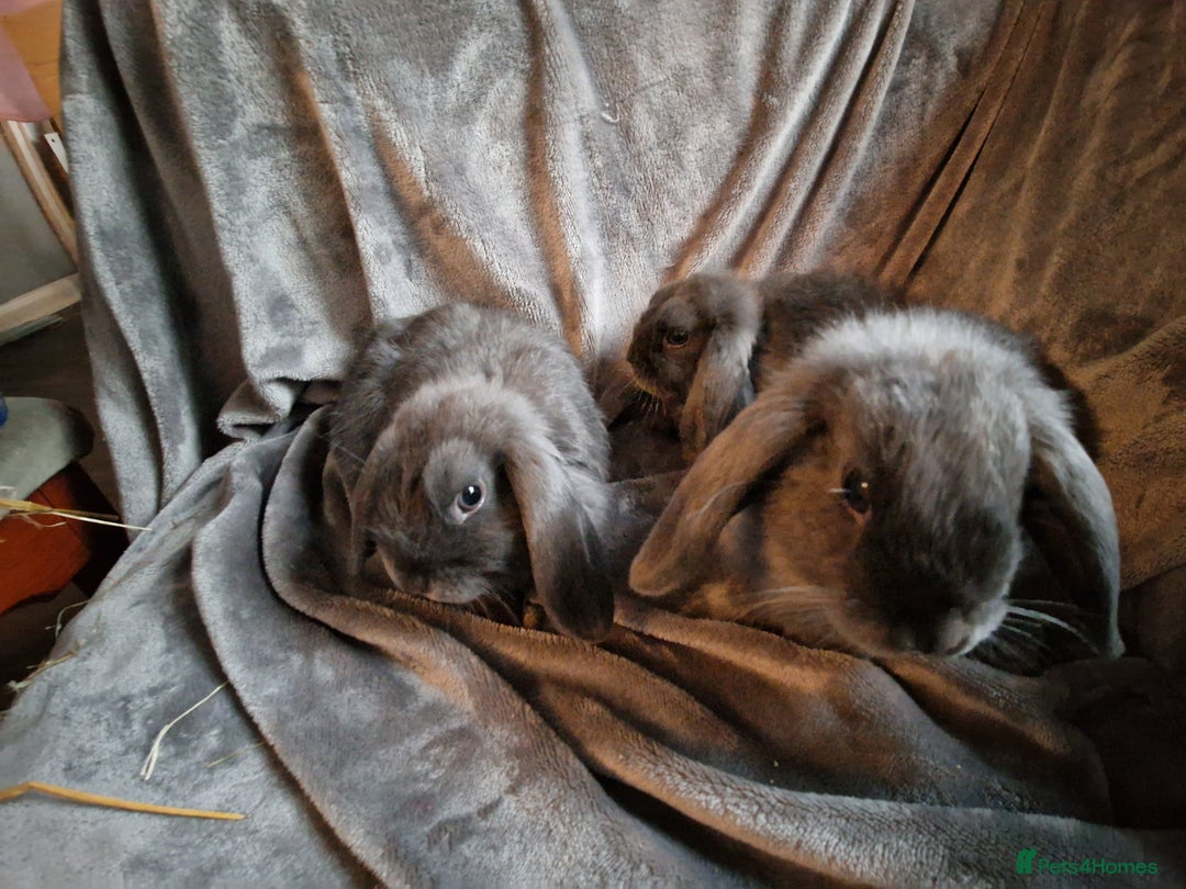Mini Lop rabbits for sale: Cute Purebred Mini lops-Boys and girls available - Image 10