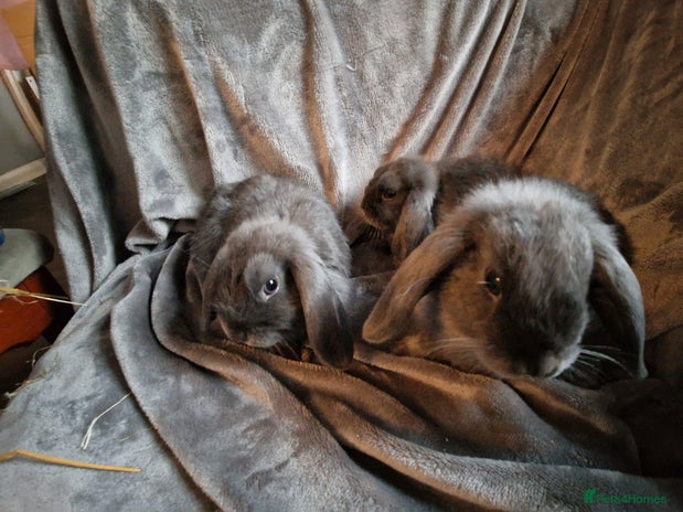 Mini Lop rabbits - Advert 3