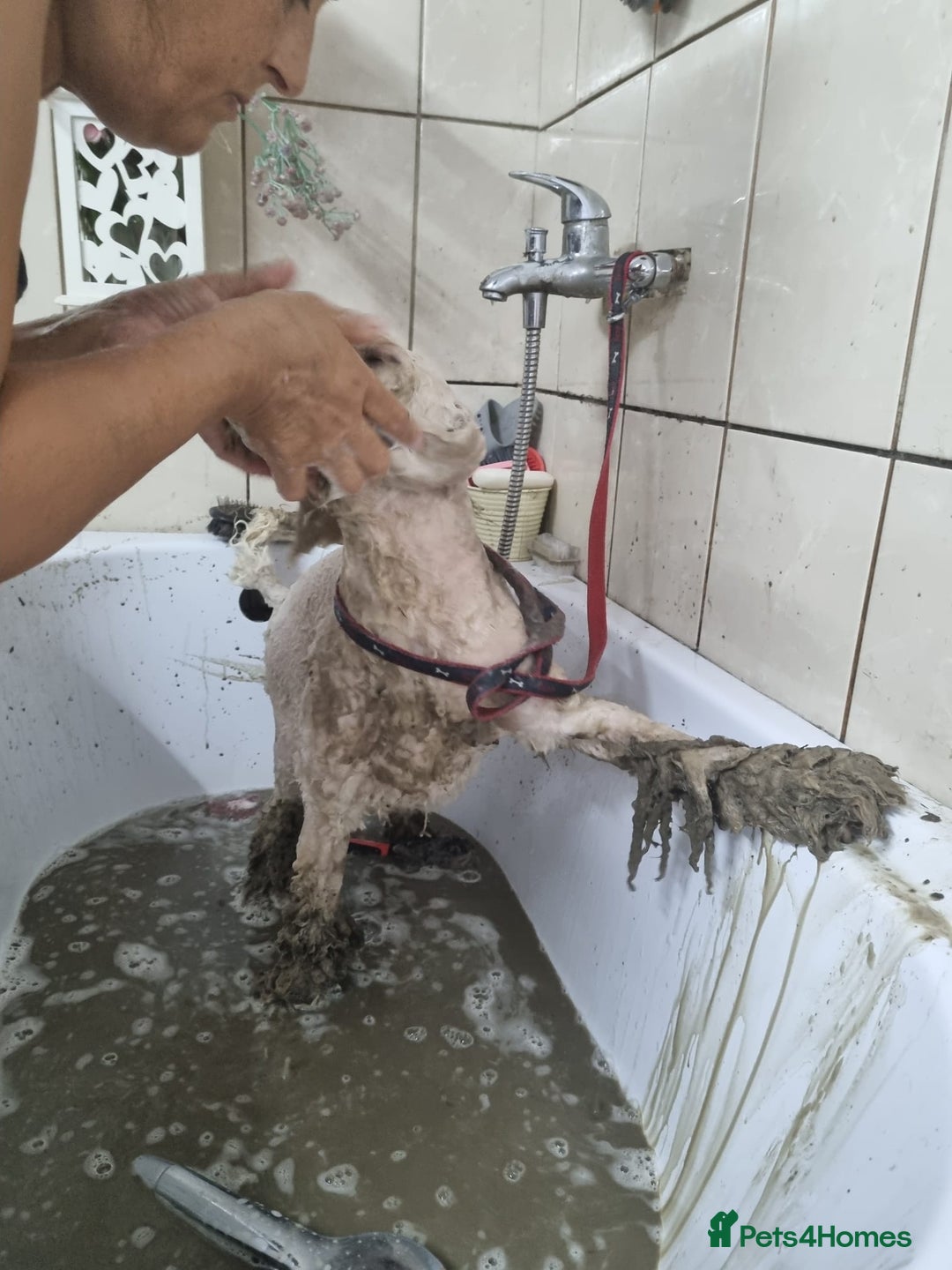 Lagotto Romagnolo dogs for adoption: SNOWY - Aptly named for a winter Adoption!  - Advert 6