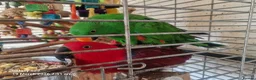 Mixed Breed birds for sale: Wonderful Breeding Pair of Eclectus Parrots 4 Sale - Advert 1