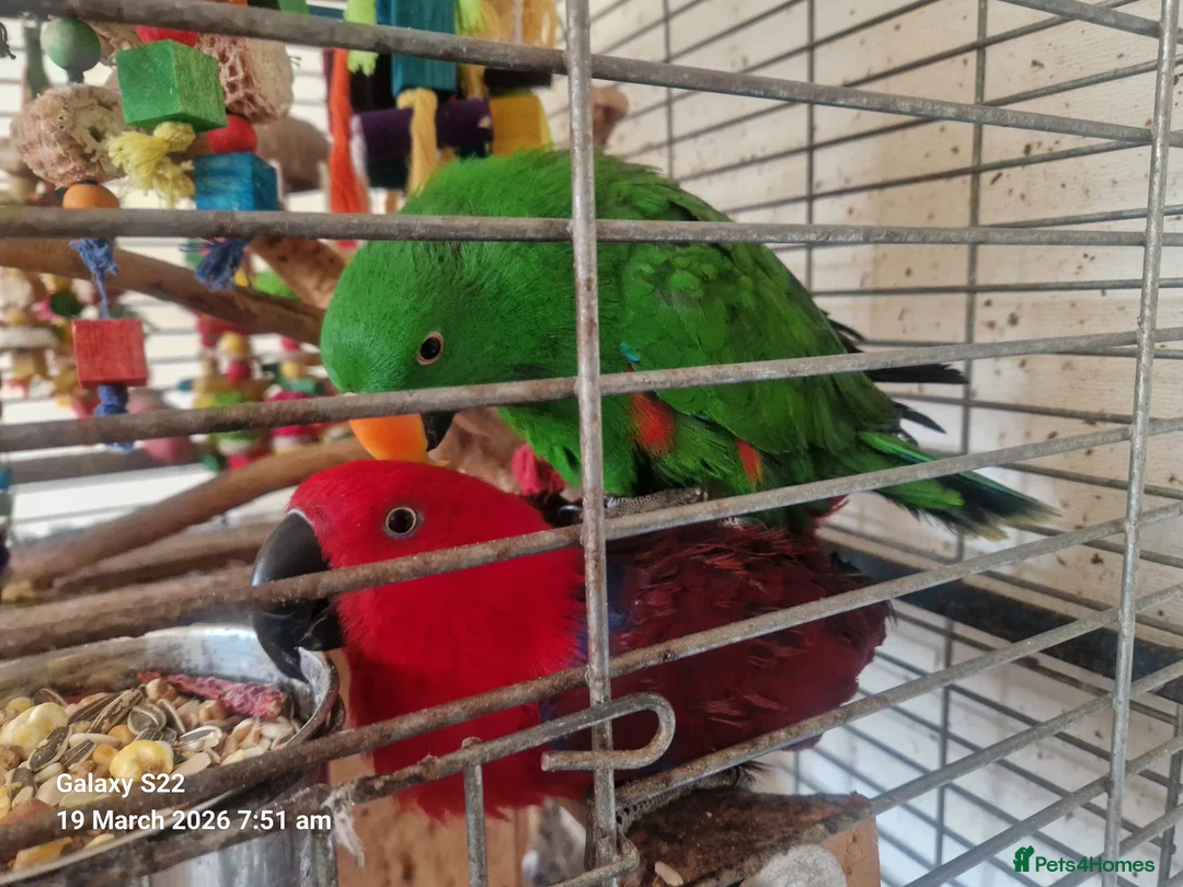 Mixed Breed birds for sale: Wonderful Breeding Pair of Eclectus Parrots 4 Sale - Advert 1
