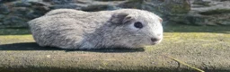 Guinea Pig rodents for sale: Female guinea pigs. in Totnes - Advert 10