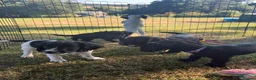 Cocker Spaniel dogs for sale: Ready now! Final boy remains  - Advert 4