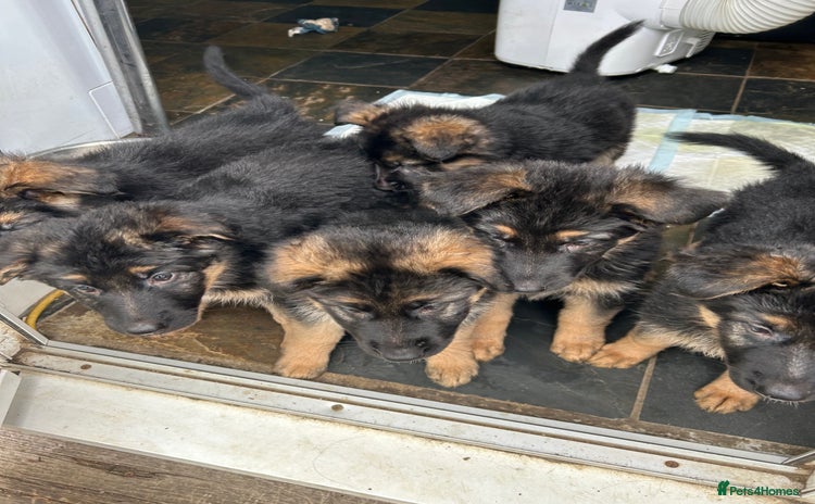 German Shepherd dogs - Advert 7