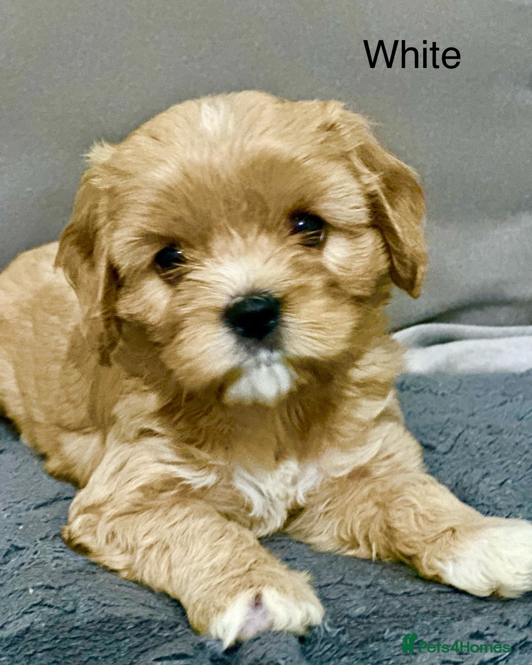 Cavapoo dogs for sale: Six cavapoo puppies F2( d.o.b. 23.10.2025) - Advert 3