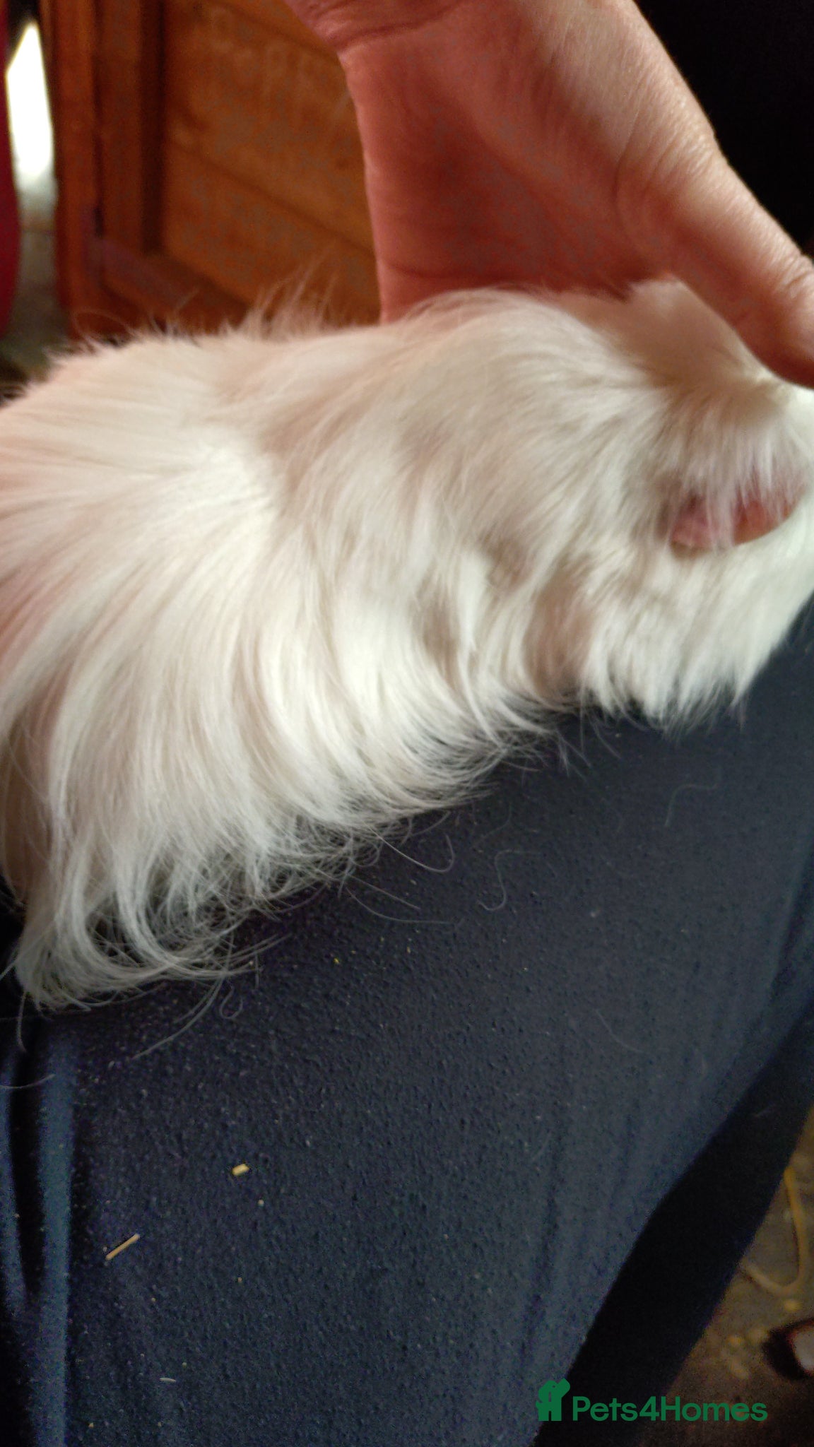 Guinea Pig rodents  white long haired female adult  - Advert 17