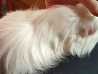 Guinea Pig rodents white long haired female adult - Advert 17