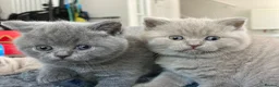 British Shorthair cats for sale: ✨ Beautiful Kittens – Ready for New Homes! - Advert 7