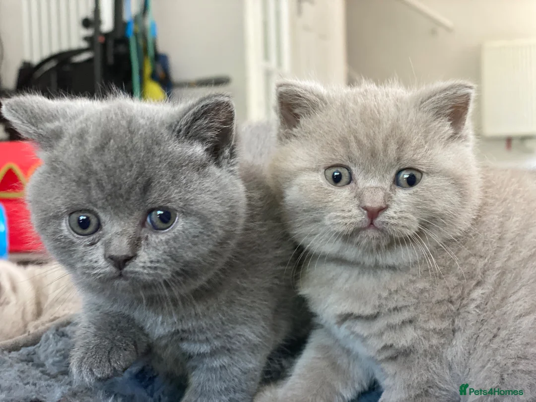 British Shorthair cats for sale: ✨ Beautiful Kittens – Ready for New Homes! - Advert 7