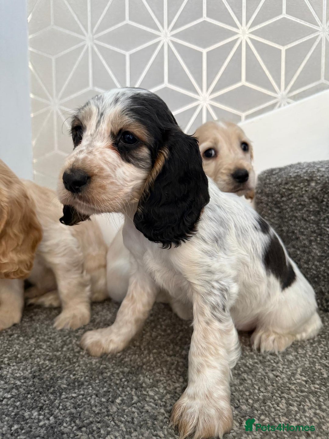 Cocker Spaniel dogs for sale: Beautiful Cocker Spaniel Puppies. - Advert 9