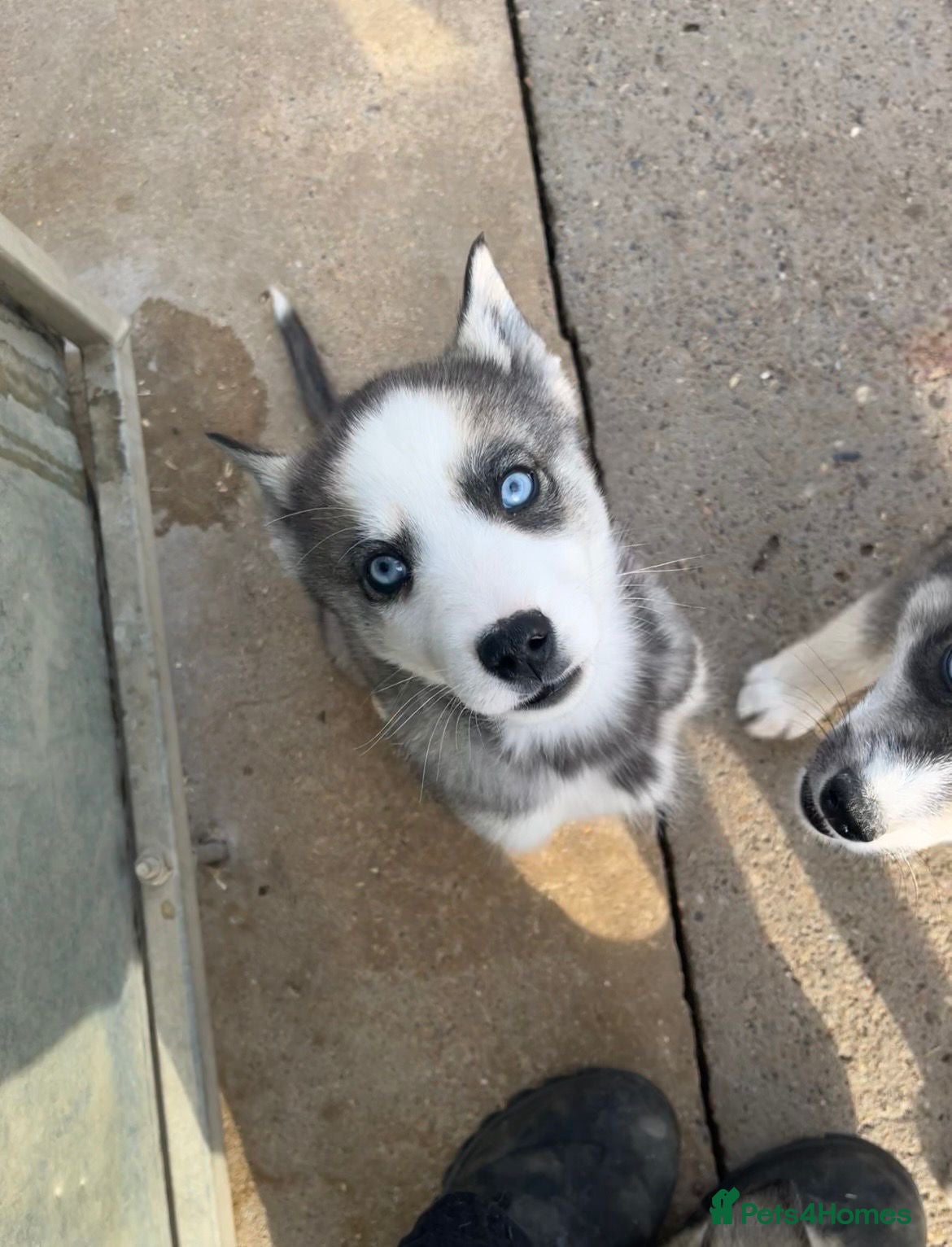 Siberian Husky dogs for sale: Stunning husky puppies  in Boston - Advert 9