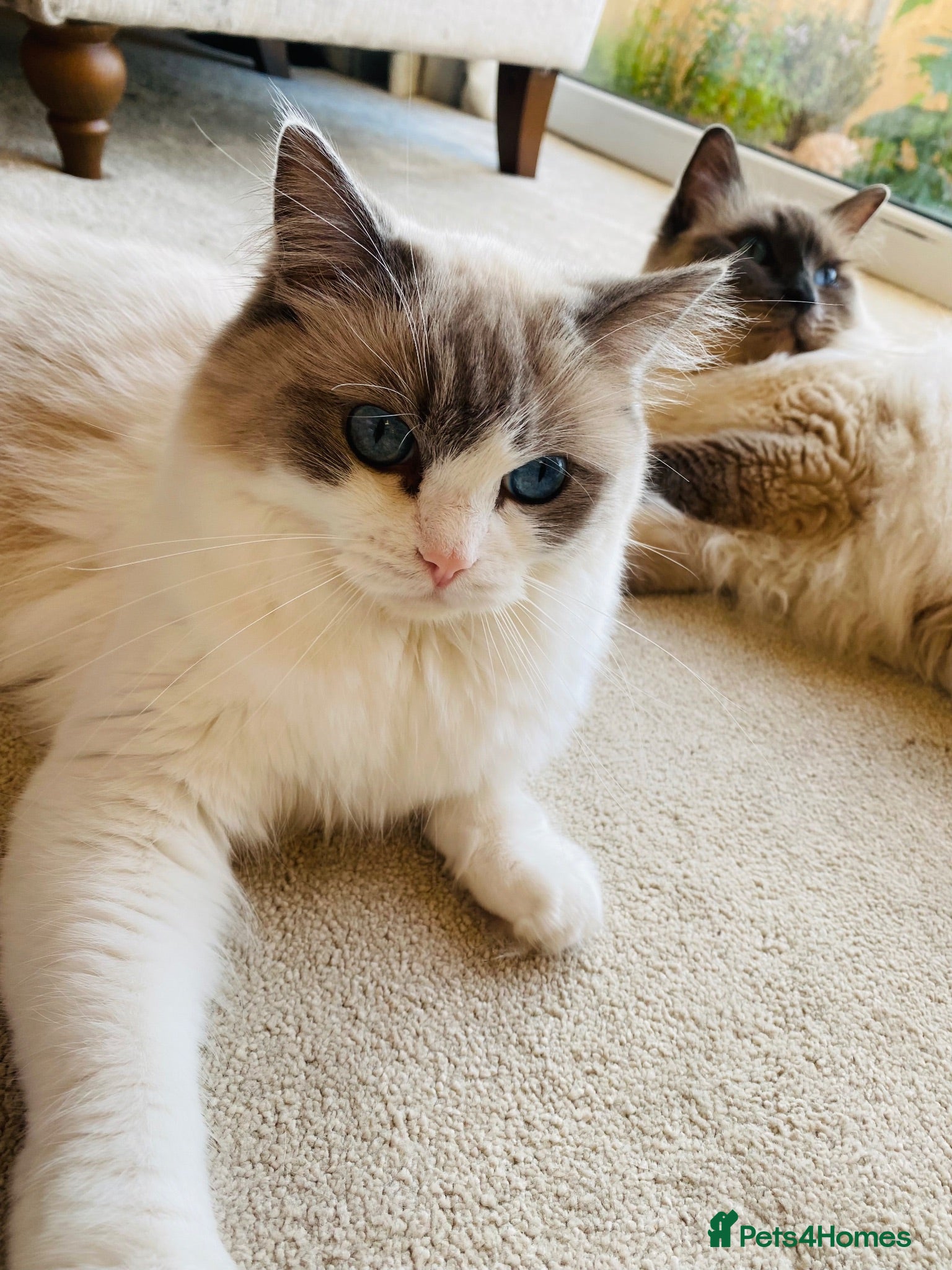 Ragdoll cats Family raised GCCF ragdoll kittens  - Advert 1