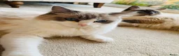 Ragdoll cats for sale: Family raised GCCF ragdoll kittens  - Advert 2