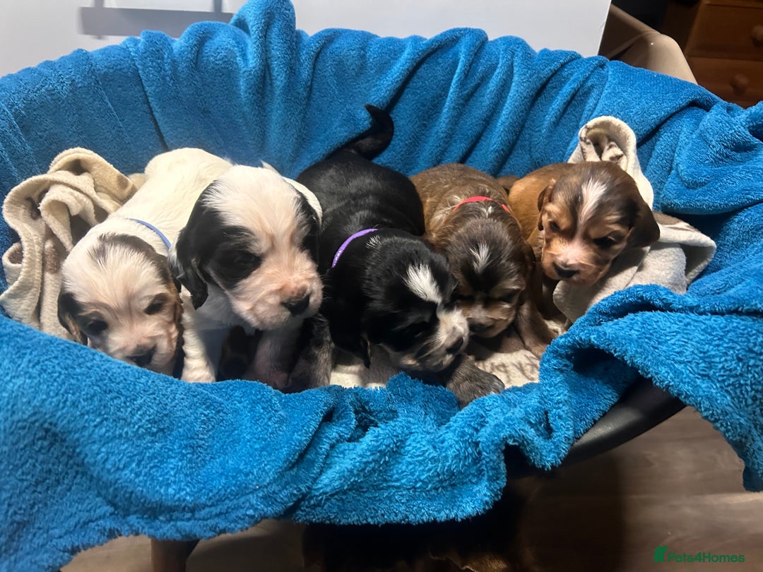 Cocker Spaniel dogs for sale: Cocker spaniel puppies for sale - Advert 1