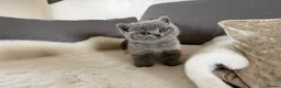 British Shorthair cats for sale: Blue British short hair babies for sale  - Advert 15