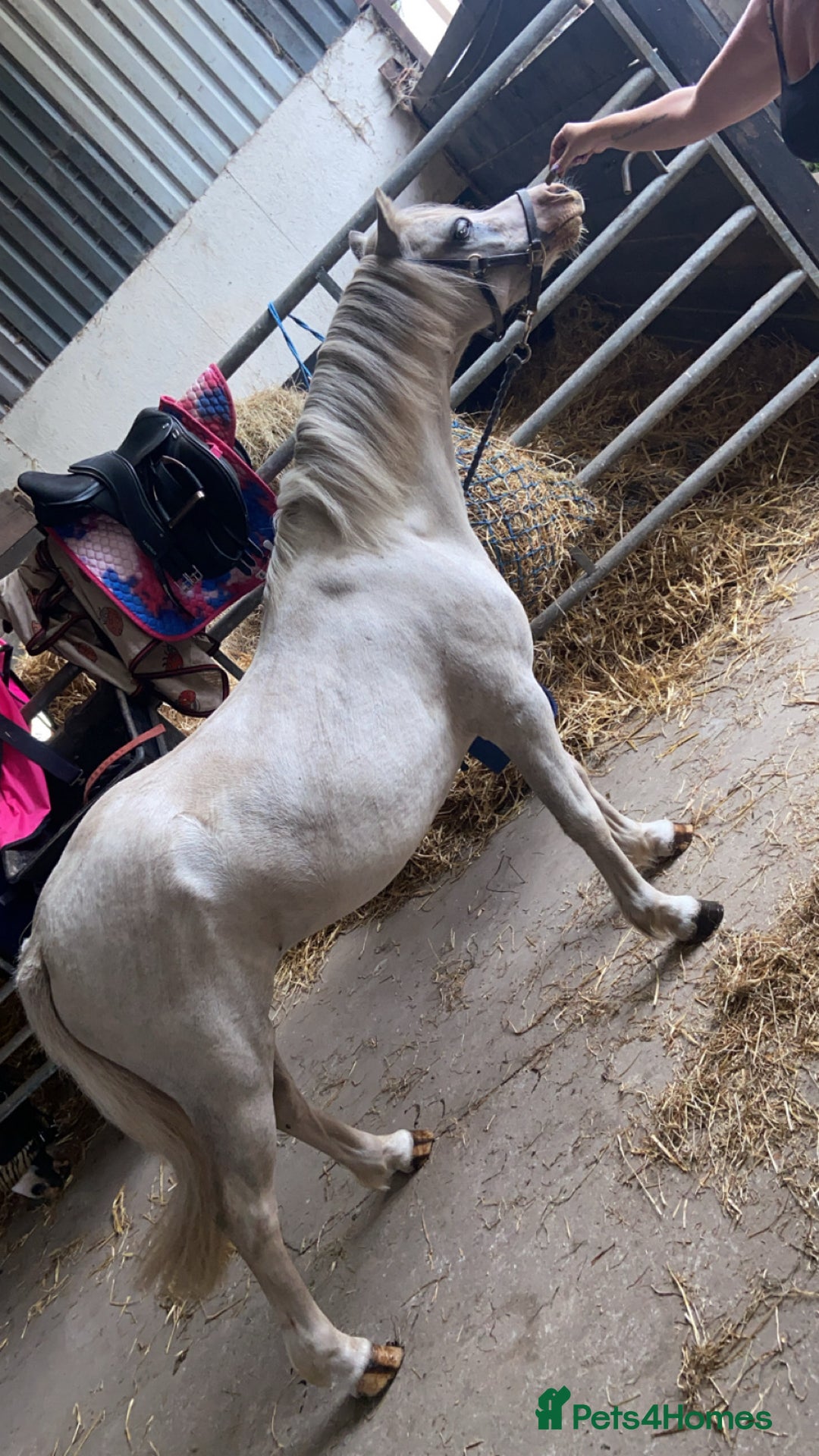 Welsh Section A horses for sale: Barbarossa dream time - Image 5
