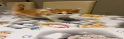 Mixed Breed cats for sale: 3 kitten rehoming - Advert 10