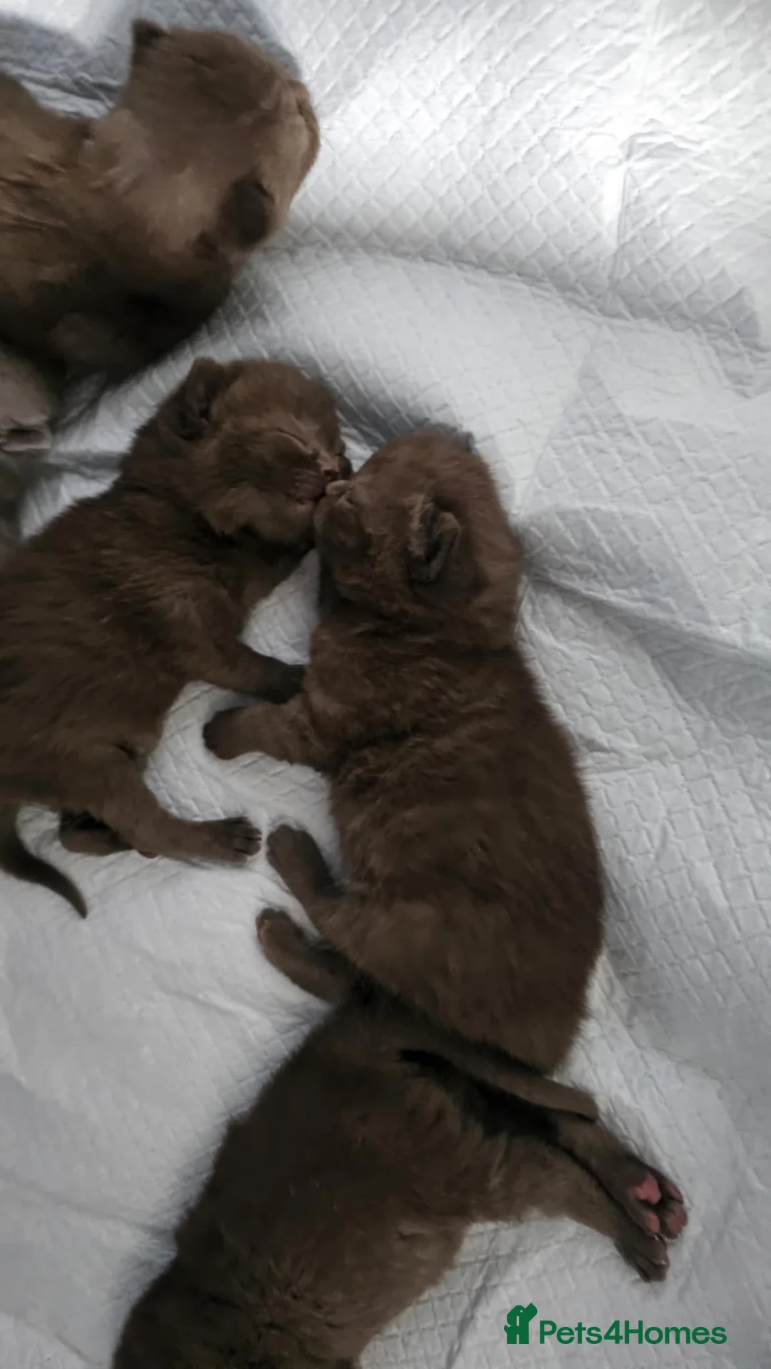 British Shorthair cats for sale: ✨ Stunning British Shorthair Kittens Available ✨ - Advert 16