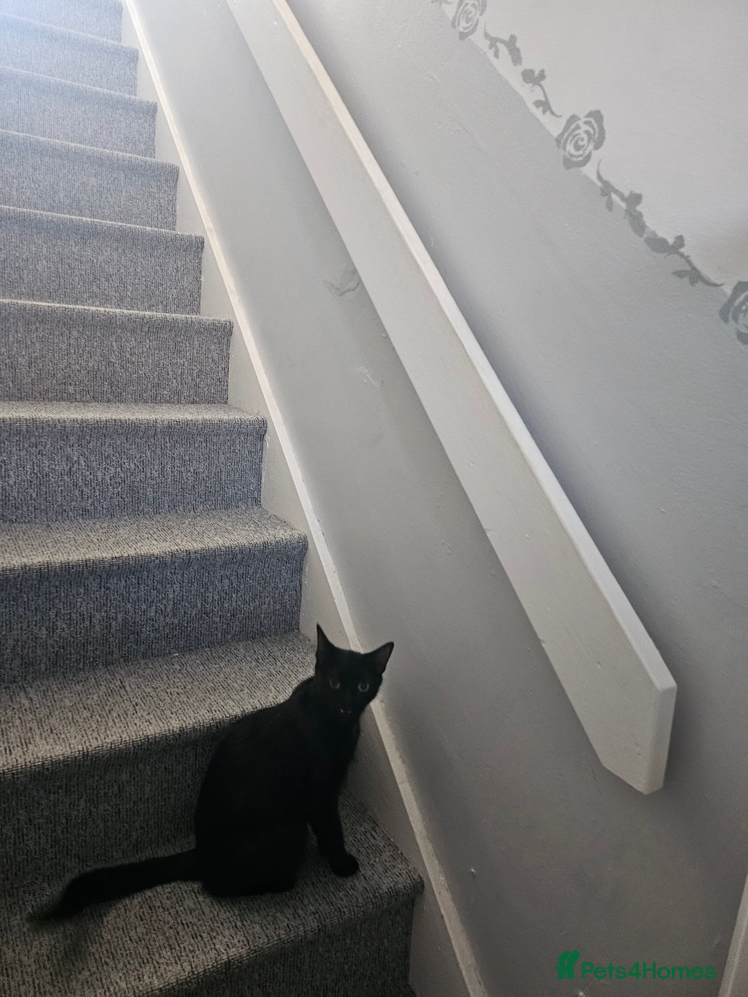 British Shorthair cats for sale: Rosie 3years old - Image 1