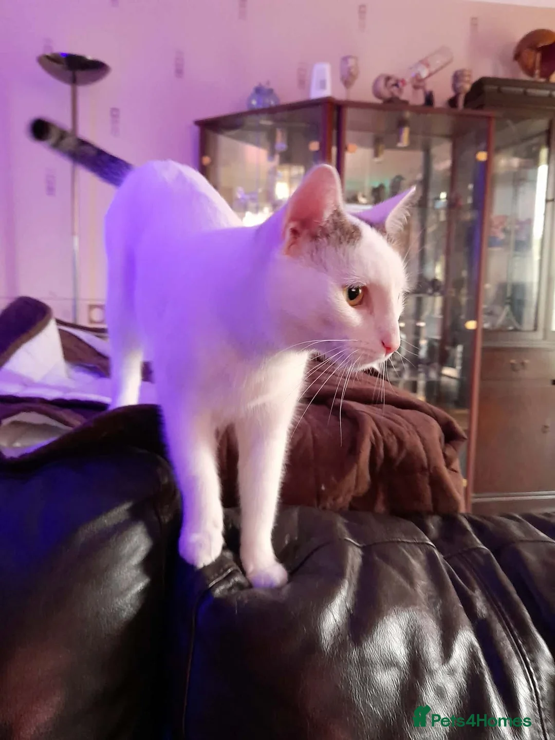 Mixed Breed cats for adoption: Beautiful Keanu and snow  - Advert 7