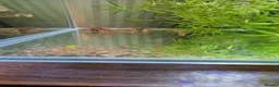 Shrimps fish for sale: Red cherry shrimps in Bradford - Advert 4