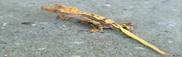 Gecko reptiles for sale: Crested Geckos hatchlings and male juveniles  - Advert 11