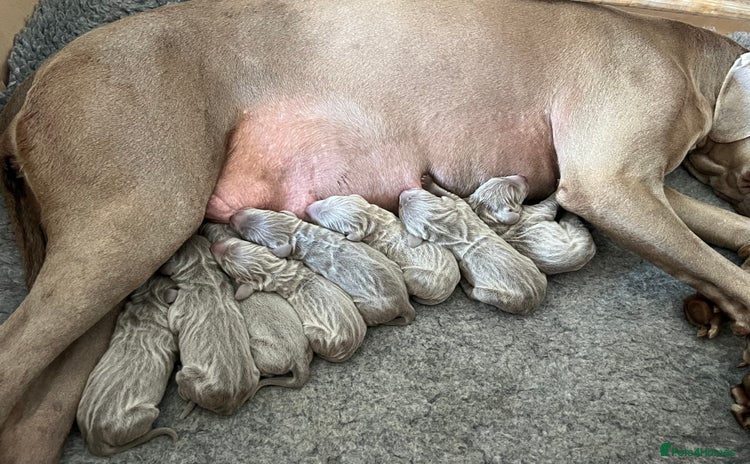 Weimaraner dogs - Advert 1