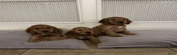 Cocker Spaniel dogs for sale: BEAUTIFUL SHOW TYPE HEALTH CHECKED PUPPIES  in Manchester - Advert 2