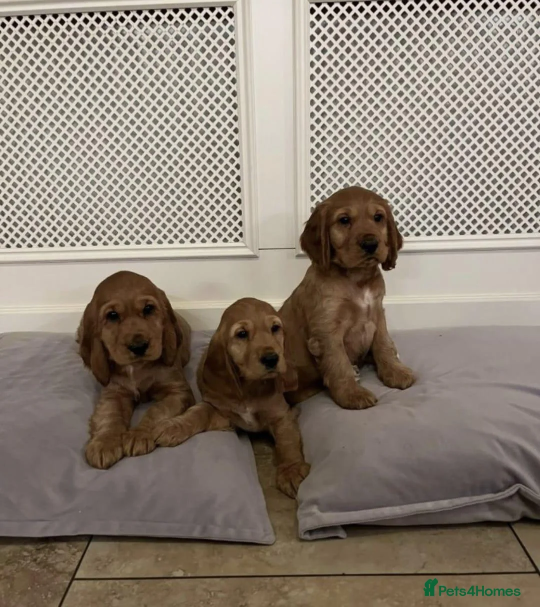 Cocker Spaniel dogs for sale: BEAUTIFUL SHOW TYPE HEALTH CHECKED PUPPIES  in Manchester - Advert 2