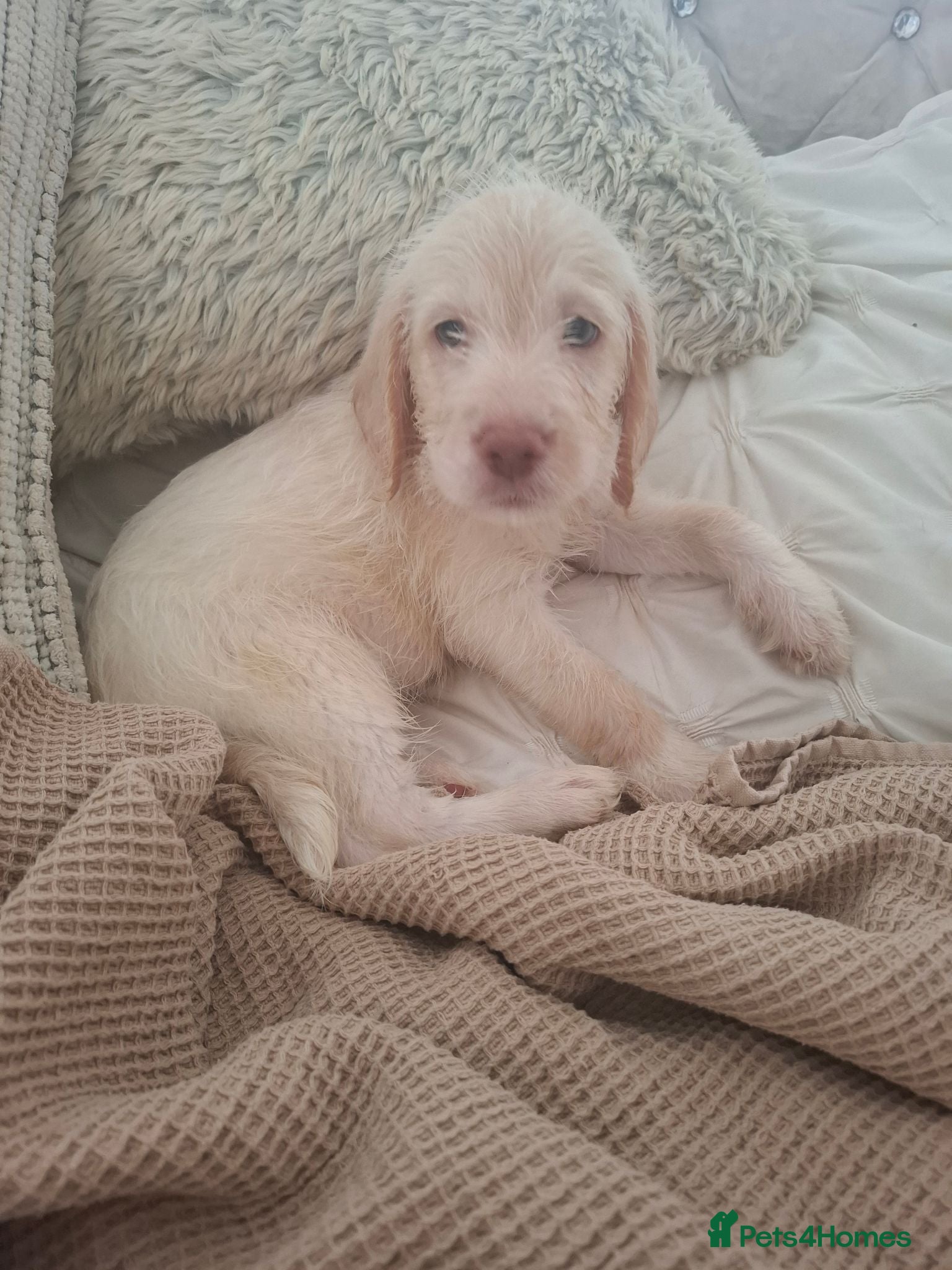 Labradoodle dogs Beautful home raised standard labradoodle puppies - Advert 12