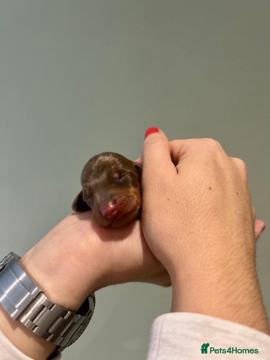 Dachshund dogs for sale: 9 Standard Dachshund Puppies KC Registered  - Image 7