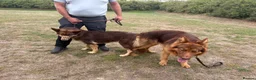 German Shepherd dogs for stud: PROVEN MASSIVE LIVER AND TAN GERMAN SHEPHERD STUD! - Advert 10