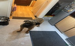 Cane Corso dogs for sale: Female Cane Corso in Warrington - Image 7