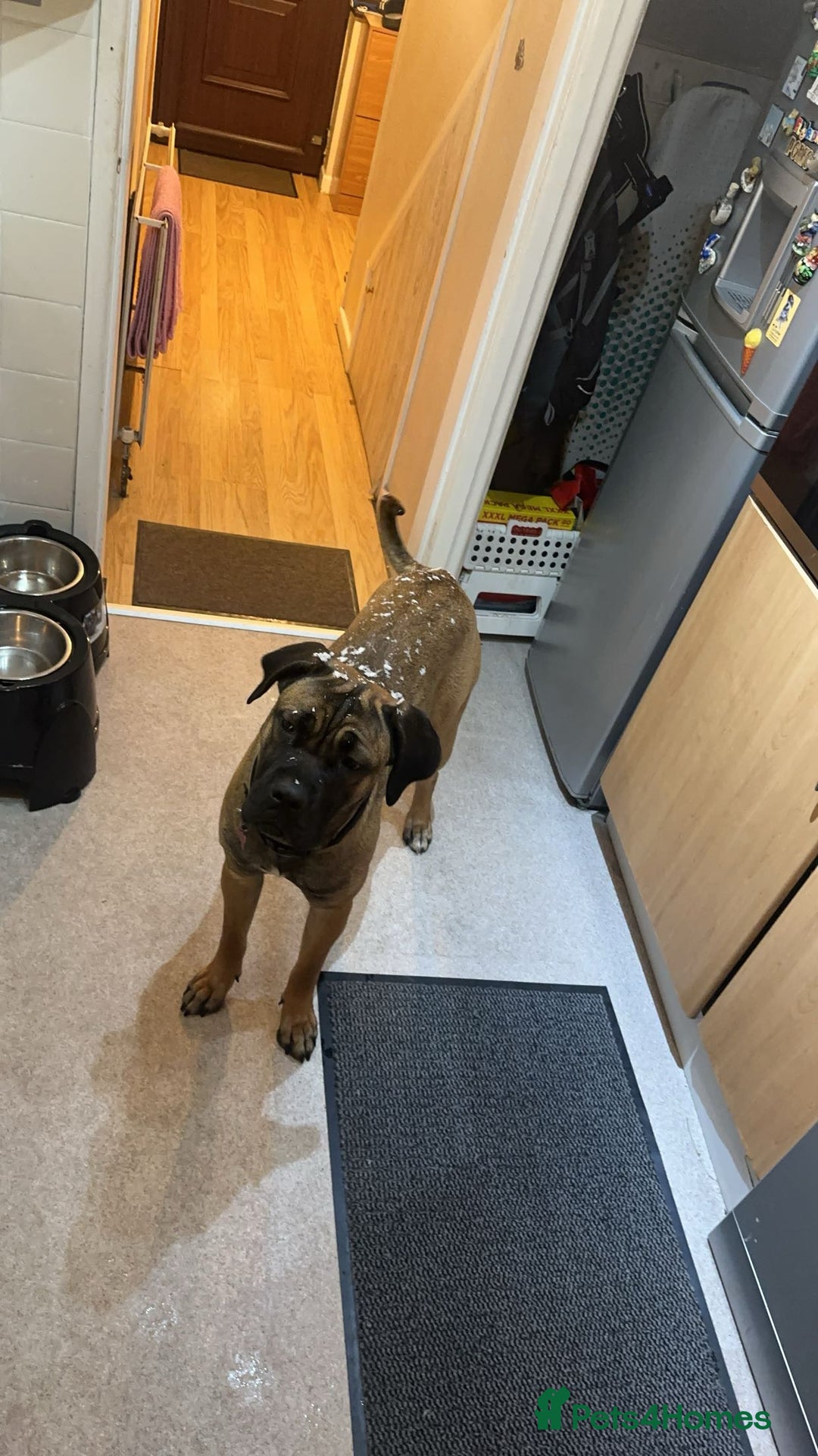 Cane Corso dogs for sale: Female Cane Corso in Warrington - Image 7