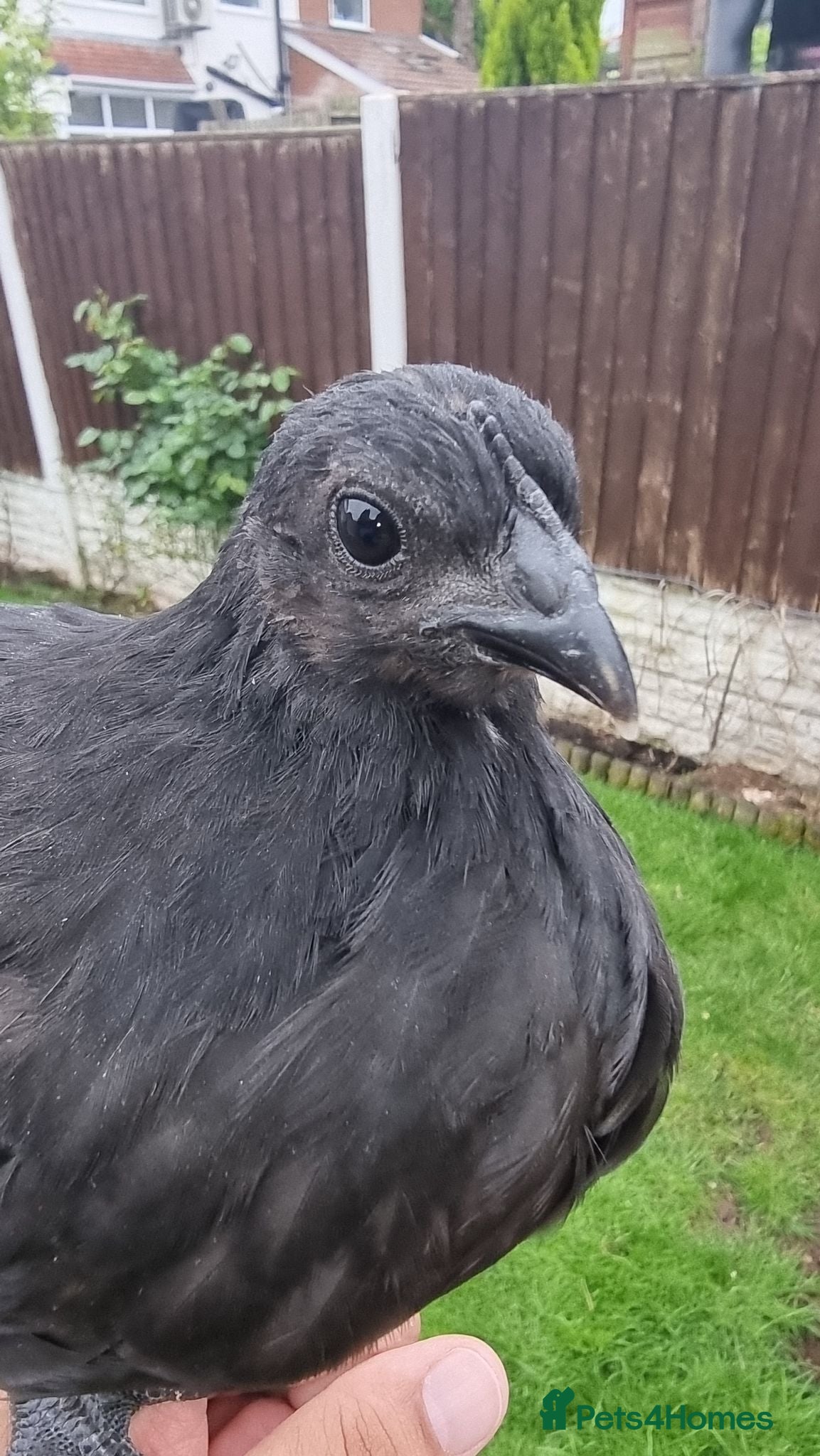 Chickens poultry Ayam Cemani Chicks – Hatched 12th June – Unsexed - Advert 2