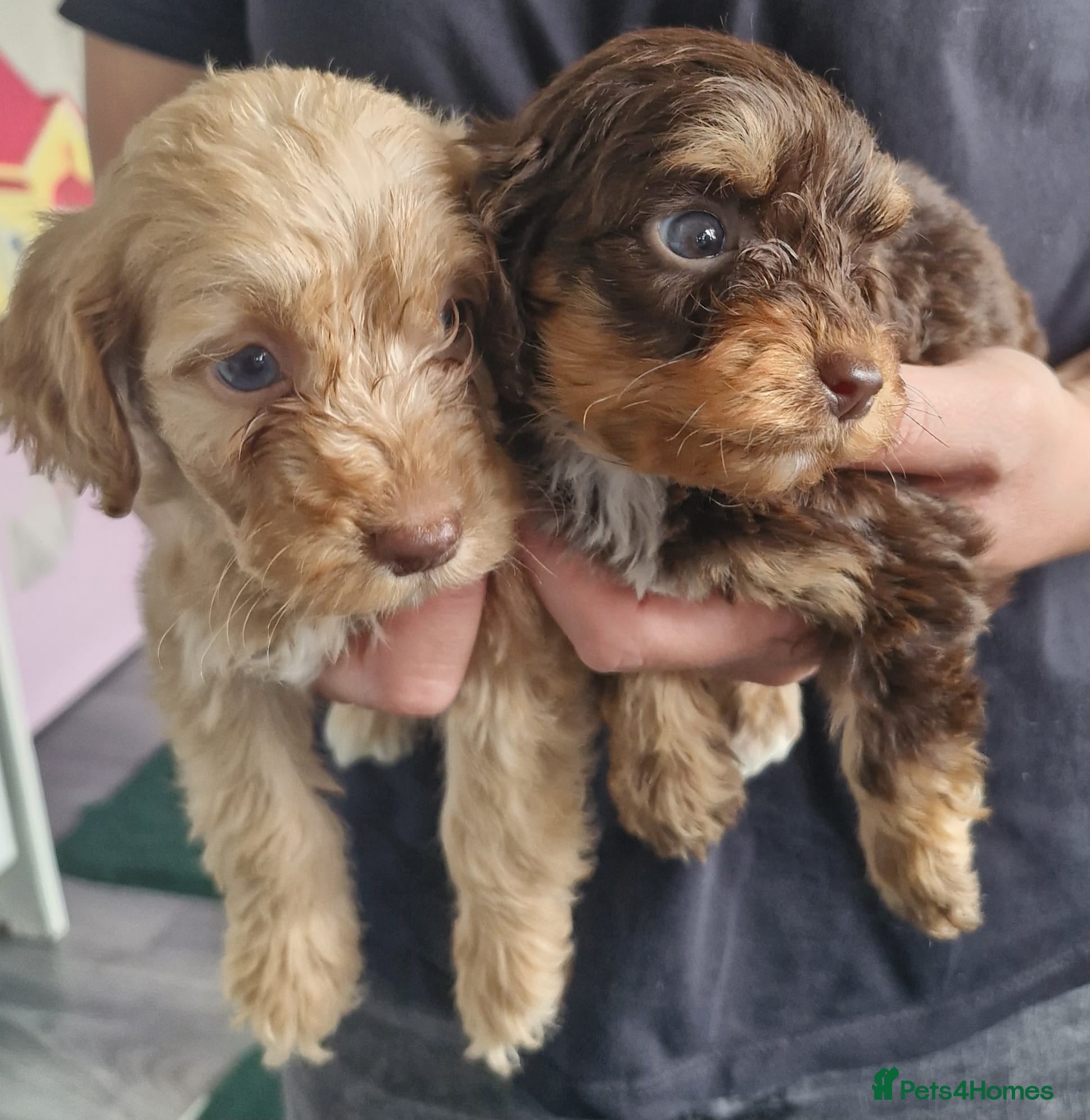 Cockapoo dogs Stunning toy cockapoo puppy's for sale  - Advert 2