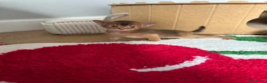 Abyssinian Kitten 3