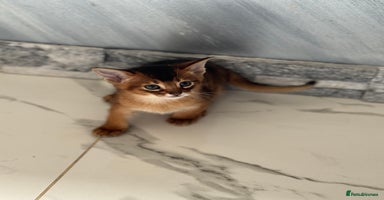 Abyssinian cats - Advert 4