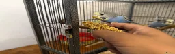 Budgerigars birds for sale: Hand Tame Baby Budgies - Advert 10