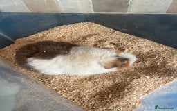 Guinea Pig rodents for sale: Male Teddy Guinea pig for sale - Image 5