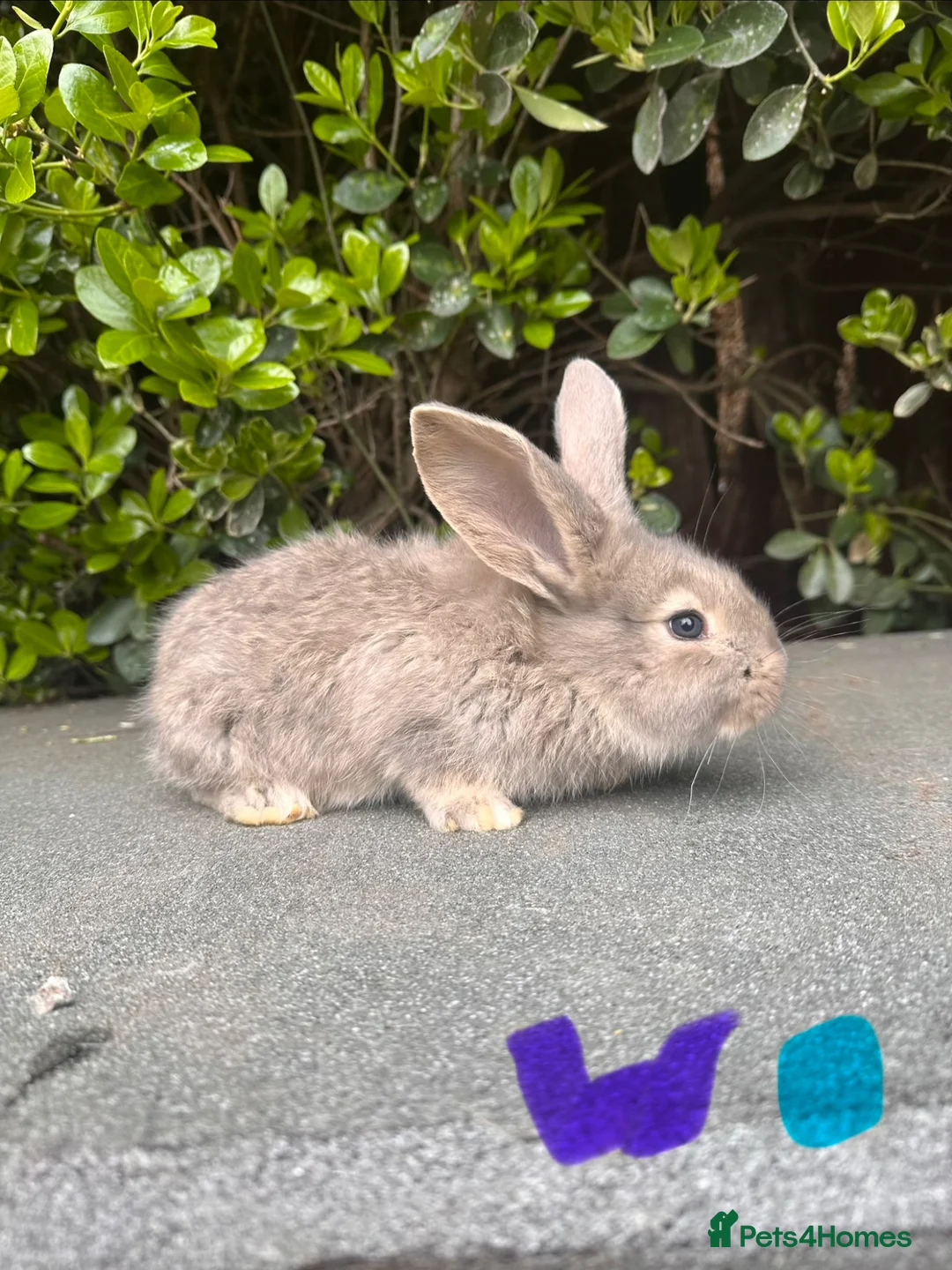 Continental Giant rabbits for sale: Baby’s giants  - Advert 2