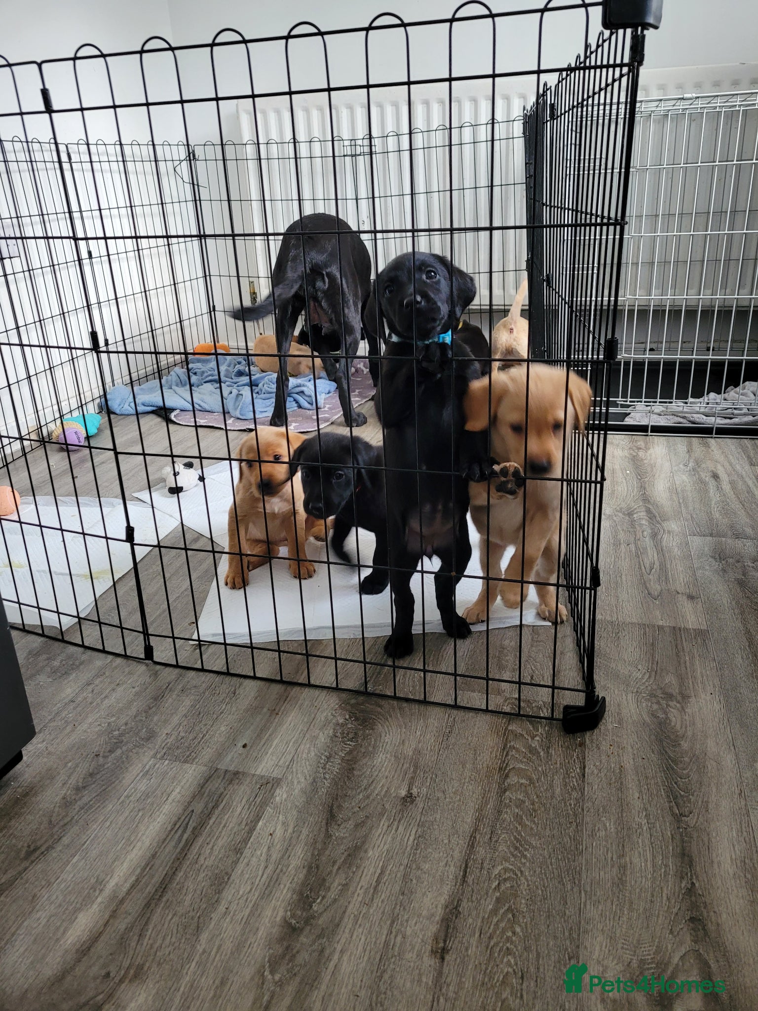 Labrador Retriever dogs KC Registered Black & Golden Labrador Puppies - Advert 2