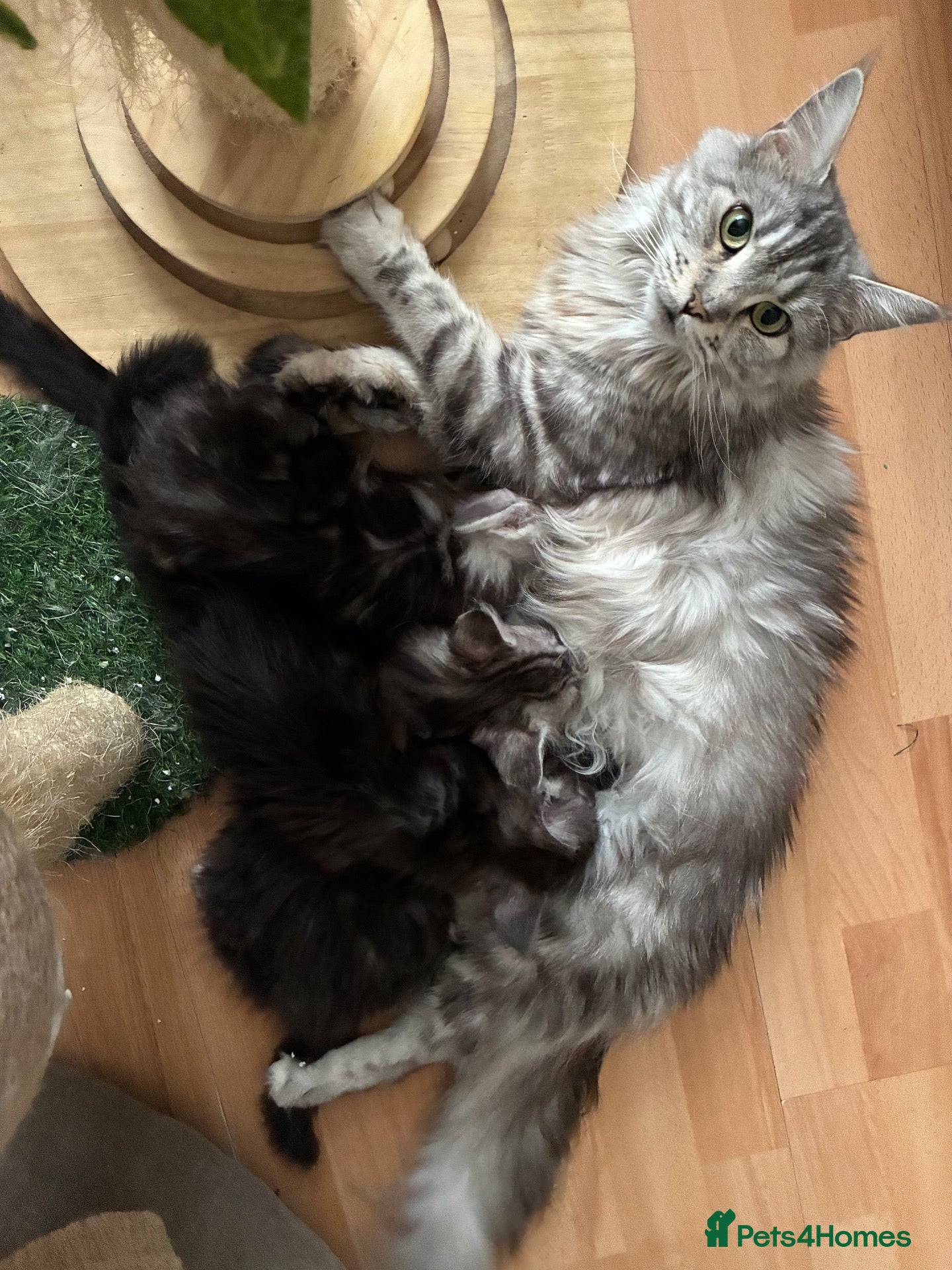 Maine Coon cats Silver Tabby & Blue Smoke Maine Coon Girls  - Advert 1