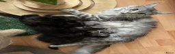 Maine Coon cats for sale: Silver Tabby & Blue Smoke Maine Coon Girls  - Advert 1