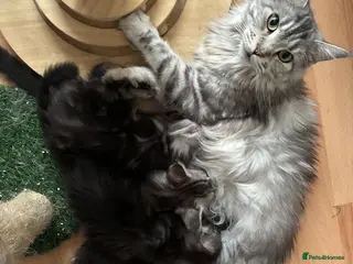 Maine Coon cats Silver Tabby & Blue Smoke Maine Coon Girls - Advert 4