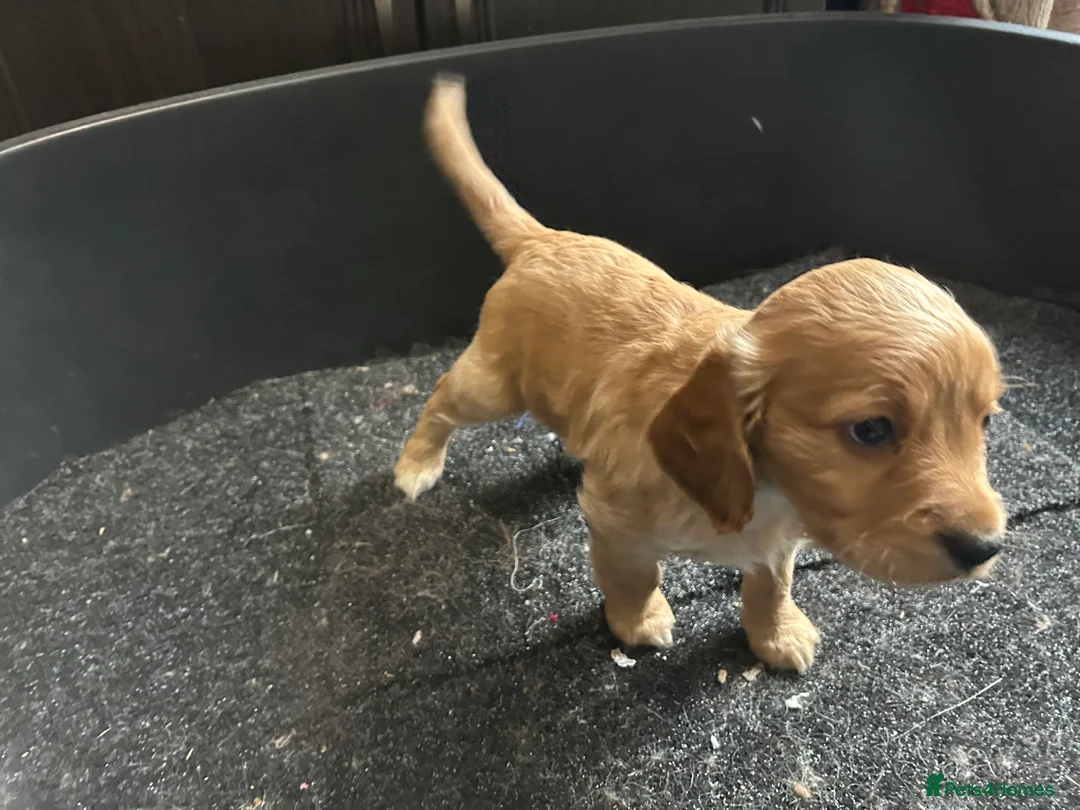 Cockapoo dogs for sale: Cockapoo puppy red male - Advert 15