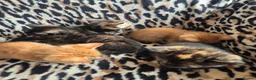 Egyptian Mau cats for sale: 3 beautiful kittens 😸  in Coulsdon - Advert 2