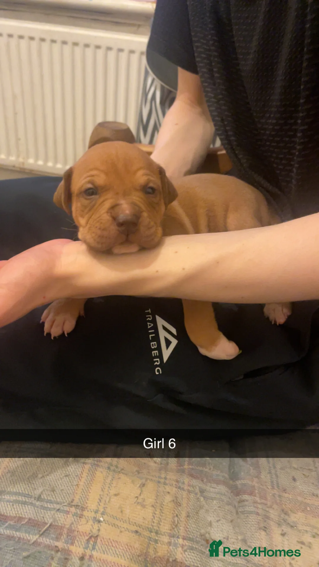 Mixed Breed dogs for sale: American bully x American bulldog puppies - Advert 11